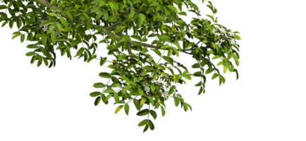 Isolate realistic tree branches greenery leaves on transparent backgrounds 3d render png