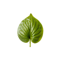 a green leaf on a transparent background png
