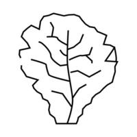 lettuce salad line icon illustration vector
