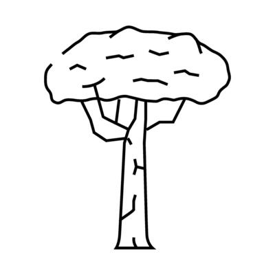 brazil nut tree line icon illustration