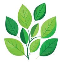 High resolution tree, Tree leaf, Cartoon tree vector