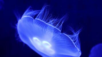 Jellyfish glow blue in the dark. Neon transparent jellyfish float on a black background. Jellyfish in action in the aquarium. Beautiful jellyfish moving through the neon lights. Craspedacusta sowerbii video