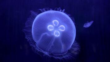 Jellyfish glow blue in the dark. Neon transparent jellyfish float on a black background. Jellyfish in action in the aquarium. Beautiful jellyfish moving through the neon lights. Craspedacusta sowerbii video