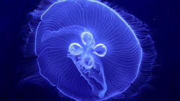 Jellyfish glow blue in the dark. Neon transparent jellyfish float on a black background. Jellyfish in action in the aquarium. Beautiful jellyfish moving through the neon lights. Craspedacusta sowerbii video