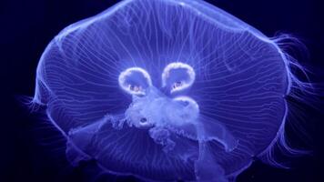 Jellyfish glow blue in the dark. Neon transparent jellyfish float on a black background. Jellyfish in action in the aquarium. Beautiful jellyfish moving through the neon lights. Craspedacusta sowerbii video