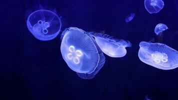 Jellyfish glow blue in the dark. Neon transparent jellyfish float on a black background. Jellyfish in action in the aquarium. Beautiful jellyfish moving through the neon lights. Craspedacusta sowerbii video