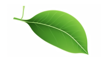 Green tea leaf isolated on transparent background png