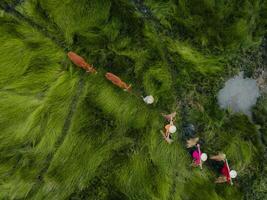 View of a farmer family harvests the grass, which is a raw material for weaving mats and many traditional items in Vietnam photo