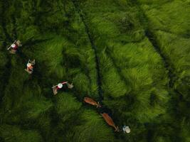 View of a farmer family harvests the grass, which is a raw material for weaving mats and many traditional items in Vietnam photo