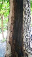 rough surface of tree bark photo