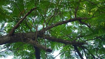 Branches and leaves The background is the sky photo