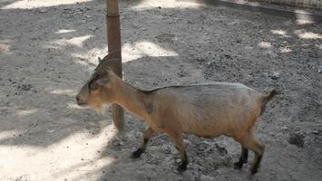 Goat in the pet pen photo