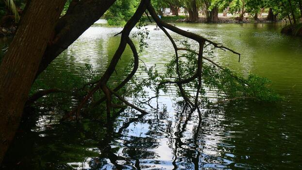 Green trees and branches near a small lake in the park photo