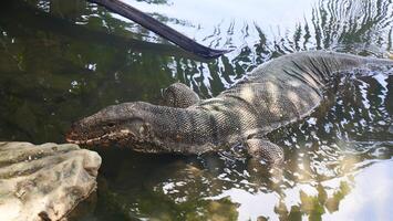Water monitor crawling in the water photo