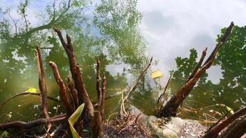 Pneumatophore is the roots of trees that help in breathing oxygen into the cells photo