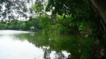 Green trees and branches near a small lake in the park photo