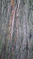 rough surface of tree bark photo