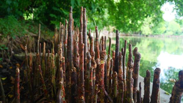 Pneumatophore is the roots of trees that help in breathing oxygen into the cells photo