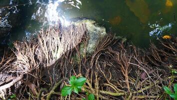 Tree roots cling to the wet soil near the river photo