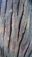 rough surface of tree bark photo