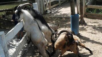 Goat in the pet pen photo