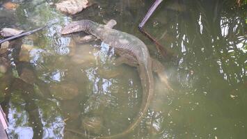 Water monitor crawling in the water photo