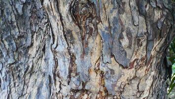 rough surface of tree bark photo