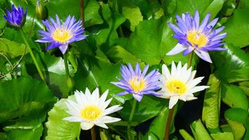 colorful lotus flower with green leaves photo