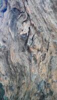 rough surface of tree bark photo