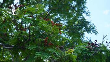 Branches and leaves The background is the sky photo