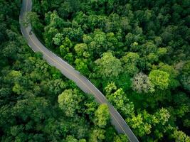 Aerial view of dense green trees in forest capture CO2 and curve highway road. Green trees background for carbon neutrality and net zero emissions concept. Sustainable green environment. Carbon credit photo