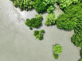 Aerial top view of green mangrove forest. Mangrove ecosystem. Natural carbon sinks. Mangroves capture CO2 from the atmosphere. Blue carbon ecosystems. Mangroves absorb carbon dioxide emissions. photo