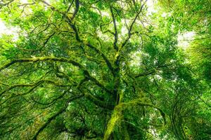 Looking up view of tree trunk to green leaves of tree in forest with sun light. Fresh environment in green woods. Forest tree on sunny day. Natural carbon capture. Sustainable conservation and ecology photo