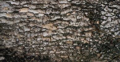 Close-up of tree bark texture background showcasing natural wood patterns and rough grainy surface, ideal for eco-friendly projects and nature-themed designs. Organic material and carbon neutrality. photo