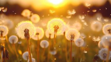 Dandelion In Field At Sunset. Neural network Neural network photo