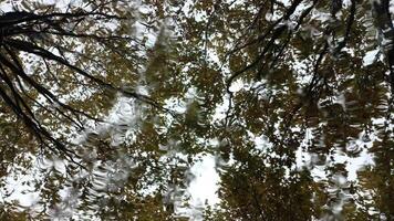 Rain and Trees Background video