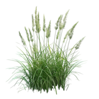 Stalk of Wheat with Green Leaves and Golden-Brown Seeds on Transparent background AI-Generative png