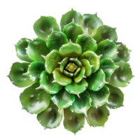 Large Green Succulent with Circular Symmetry on Transparent background AI-Generative png