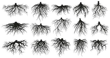 Tree root system, underground growing plants stems. Branched roots, botany plants, trees, vegetables roots illustration set. Underground root system vector