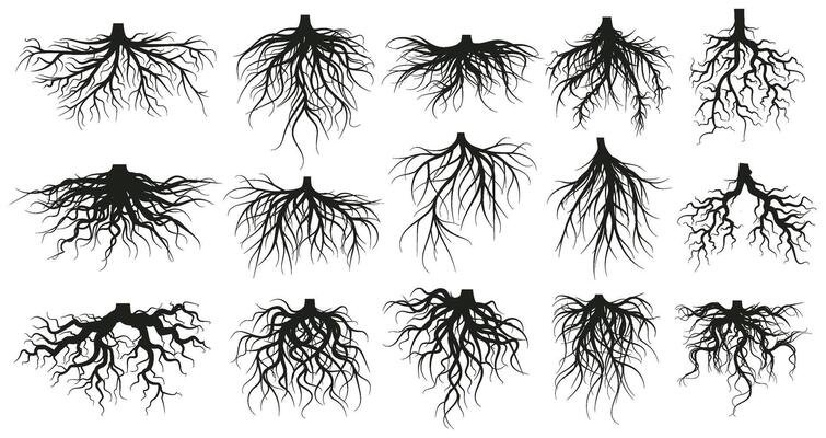 Tree root system, underground growing plants stems. Branched roots, botany plants, trees, vegetables roots illustration set. Underground root system