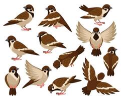 Cartoon sparrow bird, cute little flying bird character. Tiny city sparrow birds isolated illustration set. Sparrow bird vector