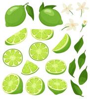 Cartoon lime. Green citrus with blossom, sliced limes and sour summer fruit illustration set vector