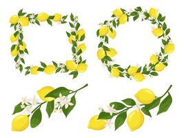 Flowering lemon branches. Branch frame with lemons, leaves and blossom flowers set vector