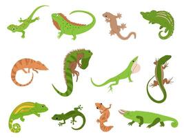 Lizard pet. Tropical reptile animals gecko, chameleon and iguana. Newt and salamander, cute colorful lizards isolated illustration set vector