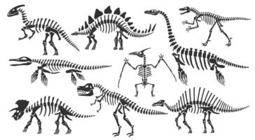 Dinosaur skeletons. Dino bones, stegosaurus fossil and tyrannosaurus skeleton. Remains of ancient animals illustration set vector