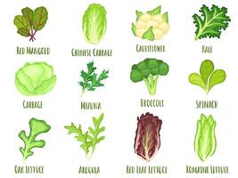 Vegetable lettuce. Salad cabbage, green spinach leaves and cartoon broccoli set vector