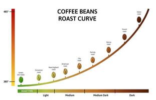Coffee roasting levels. Roast curve, optimal temperature for roasting beans illustration vector