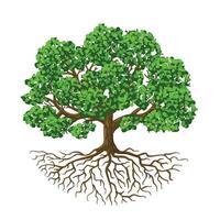 Tree of life. Natural growing tree with green leafs and roots, biological isolated illustration vector