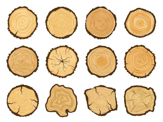 Tree trunk cross section. Round pine logs, forest wood circle and tree rings illustration set