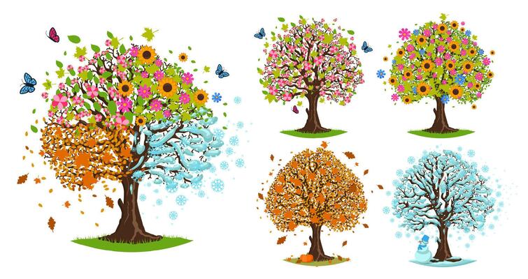 Season trees. Spring, summer, autumn and winter tree. Blooming, fallen leaves and snowy branches illustration set